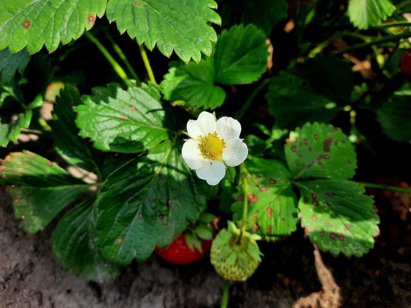 #шатура, #клубника, #уражай, #дача, #природа