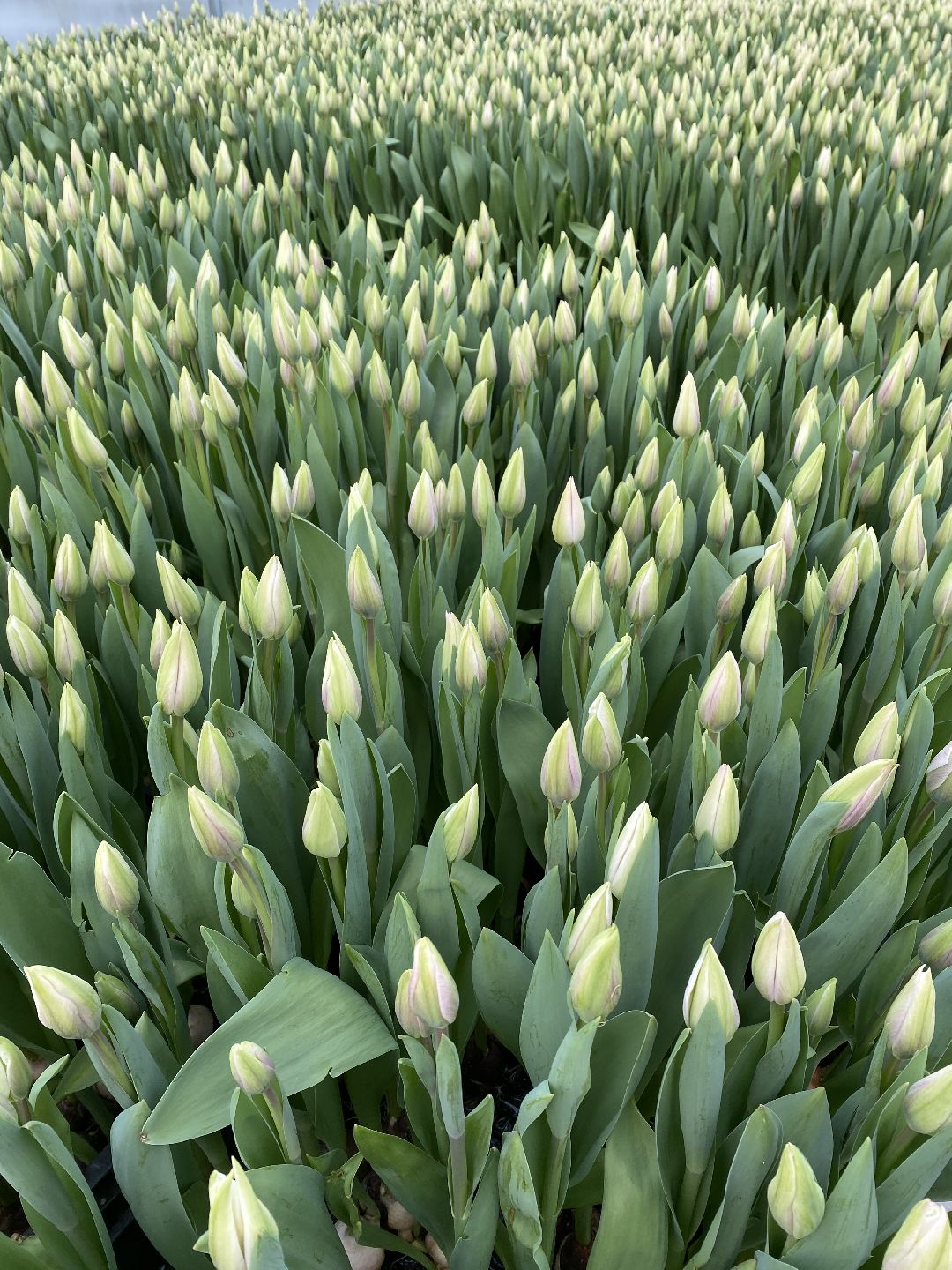 Тюльпаны, теплица, 8 марта, Чехов