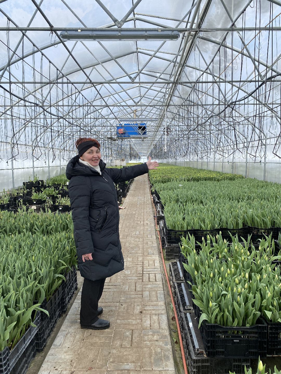 Тюльпаны, теплица, 8 марта, Чехов