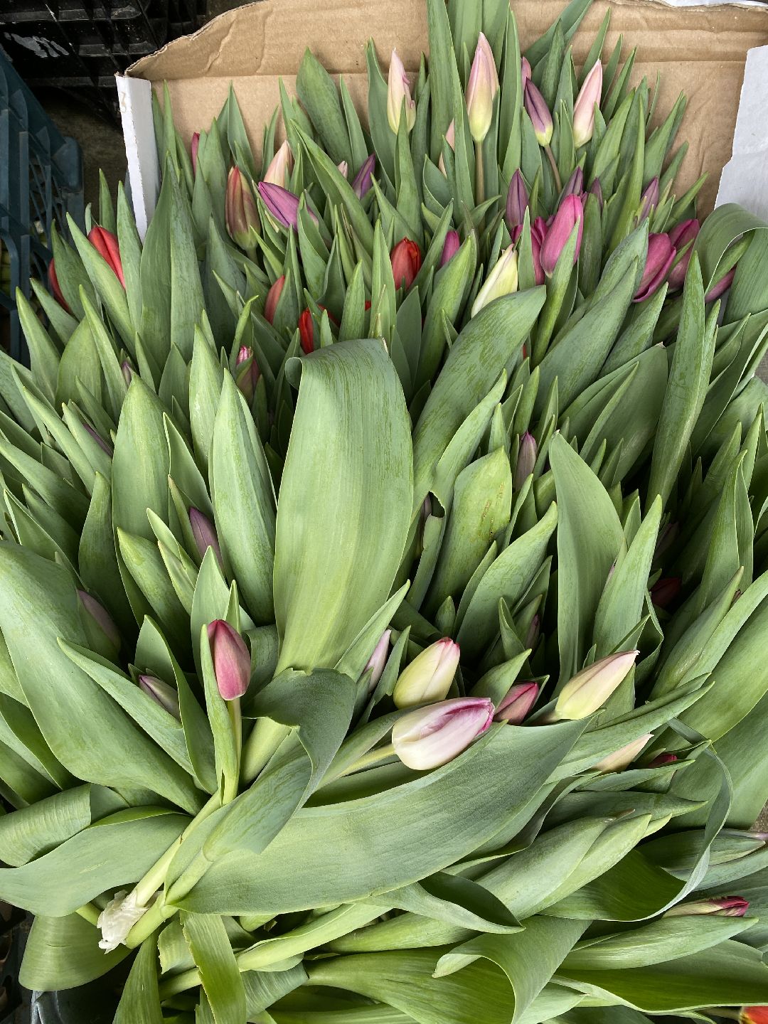 Тюльпаны, теплица, 8 марта, Чехов