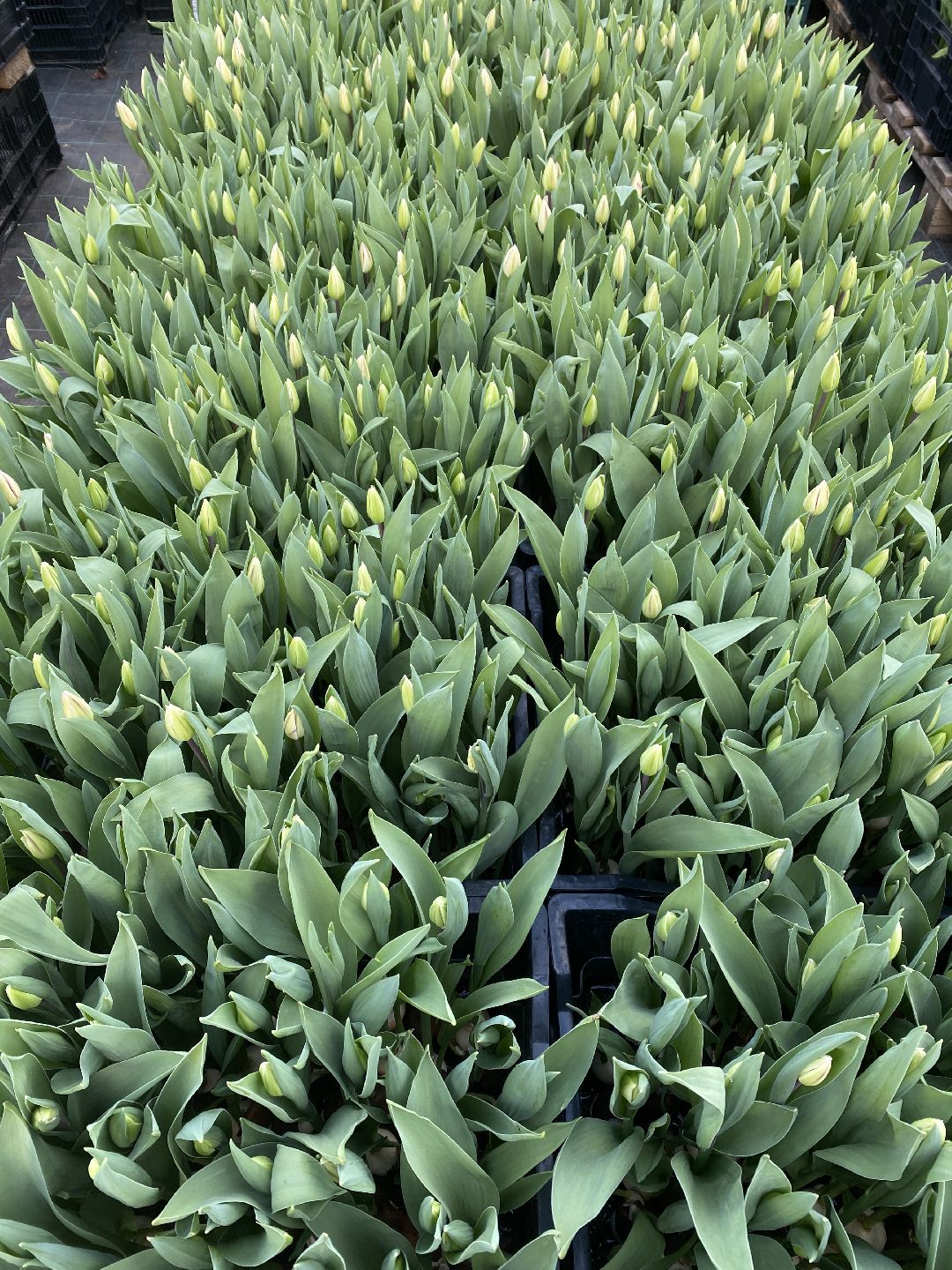 Тюльпаны, теплица, 8 марта, Чехов