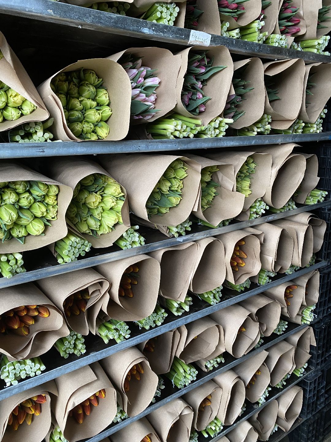 Тюльпаны, теплица, 8 марта, Чехов