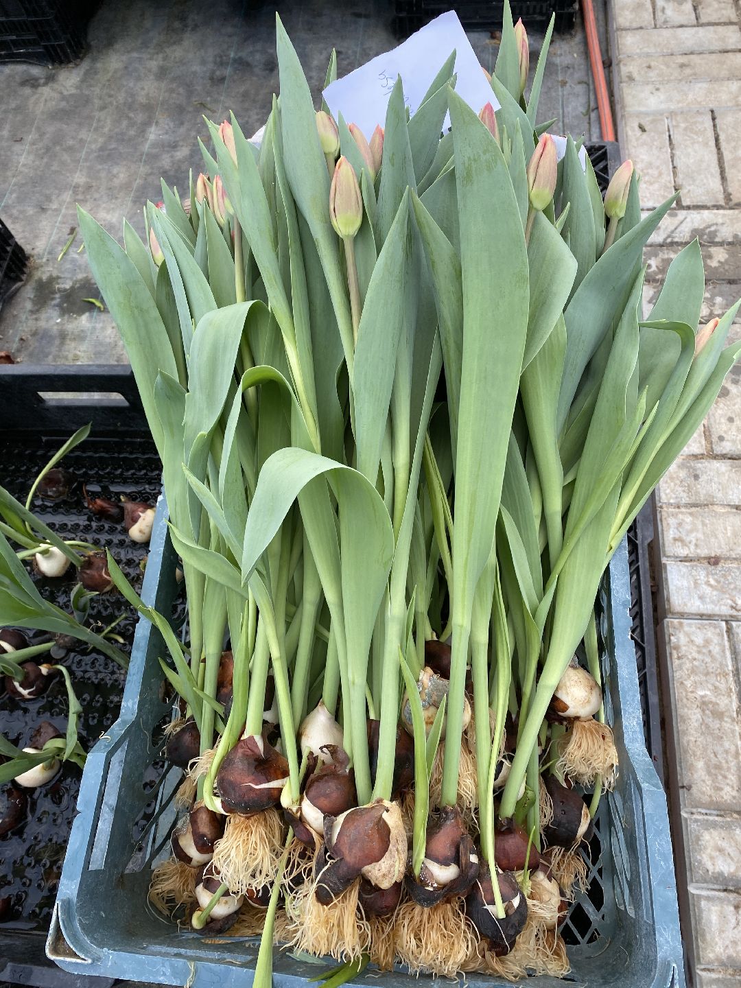 Тюльпаны, теплица, 8 марта, Чехов