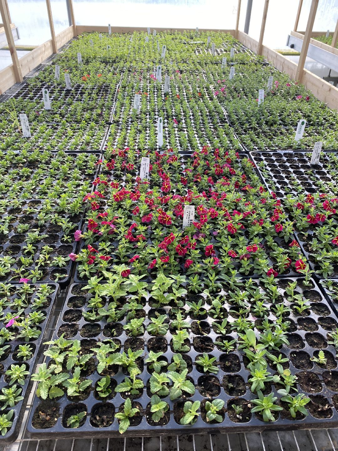 Тюльпаны, теплица, 8 марта, Чехов