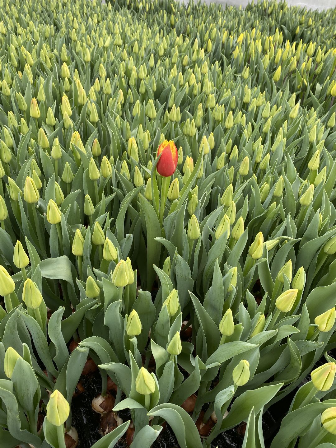 Тюльпаны, теплица, 8 марта, Чехов