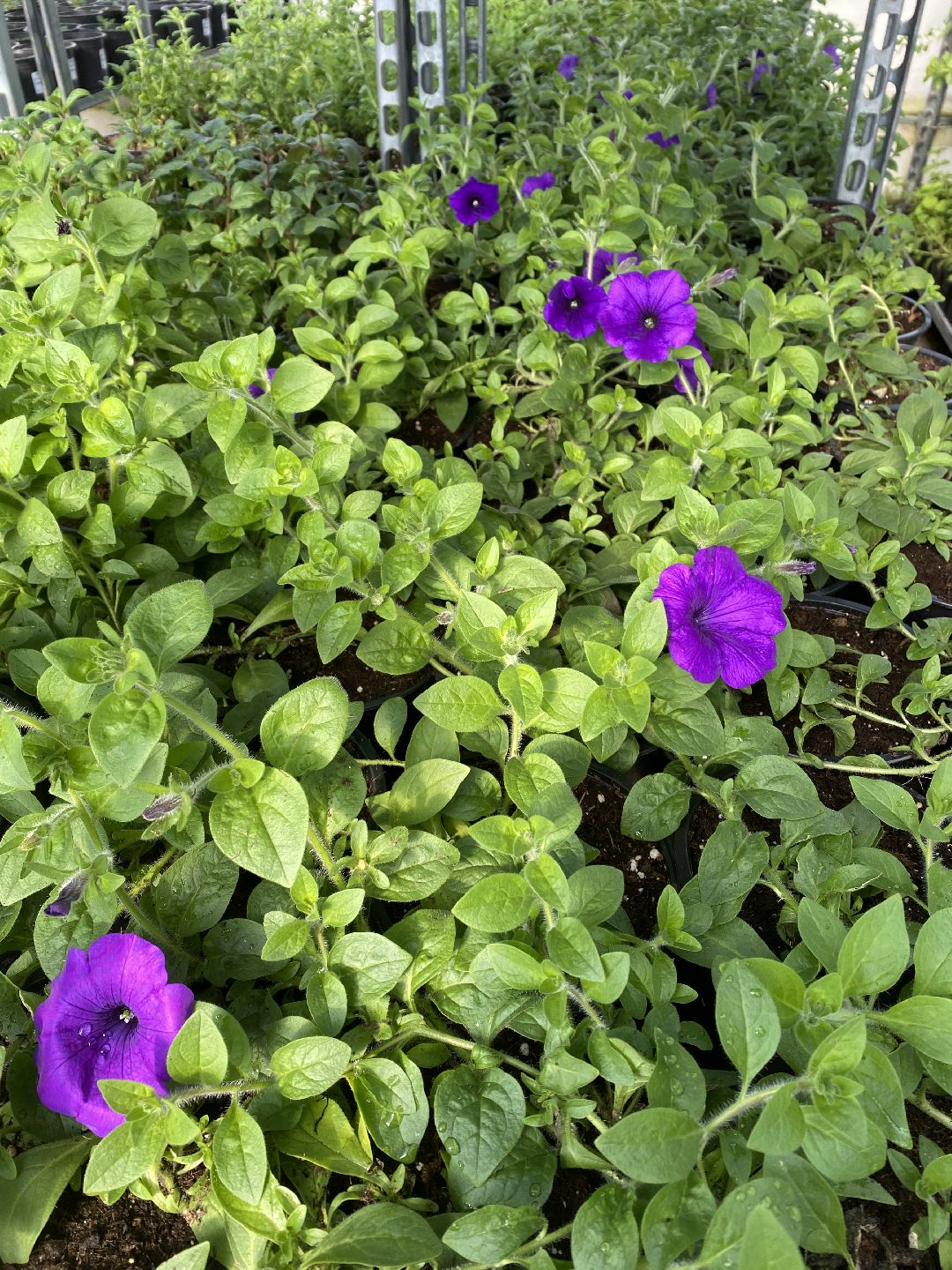 Тюльпаны, теплица, 8 марта, Чехов