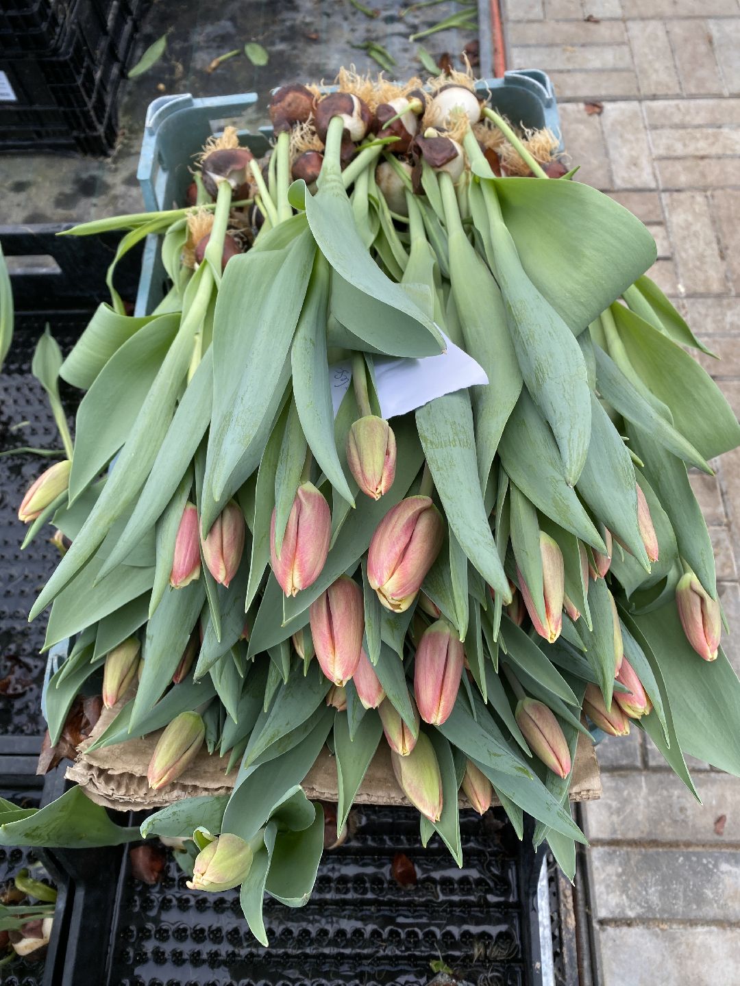 Тюльпаны, теплица, 8 марта, Чехов