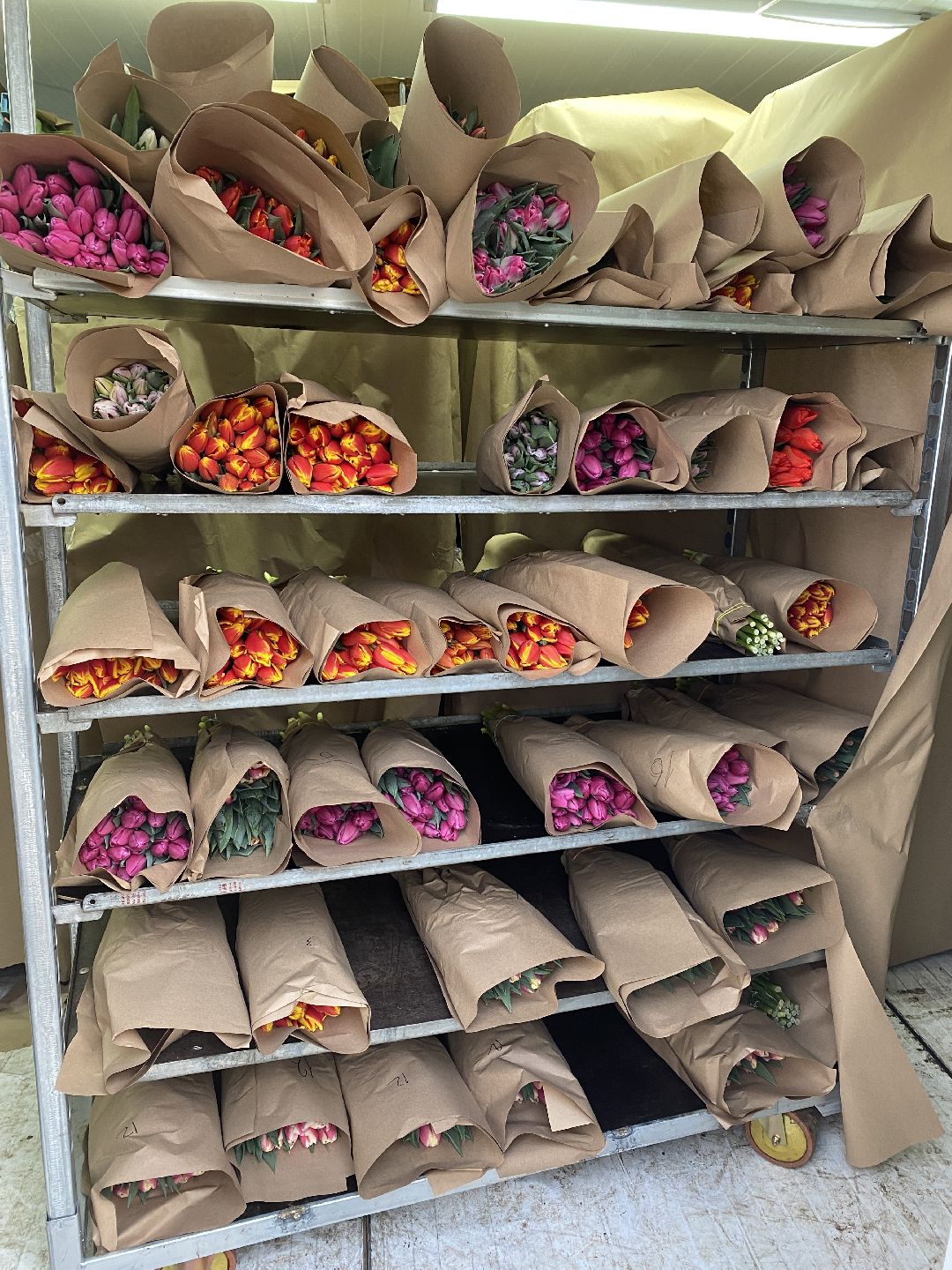 Тюльпаны, теплица, 8 марта, Чехов