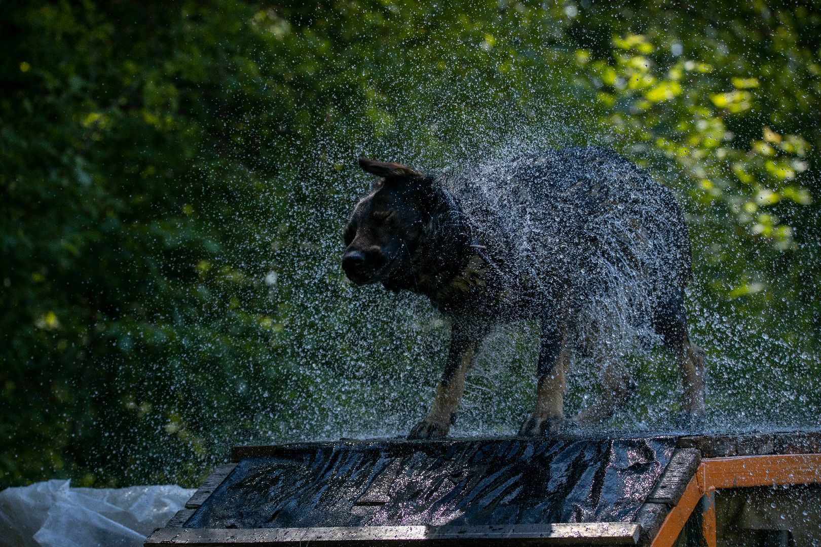 Можайск, Можайский городской округ, Подмосковье, армия, военнослужащие, кинологи, служебные собаки, конкурс