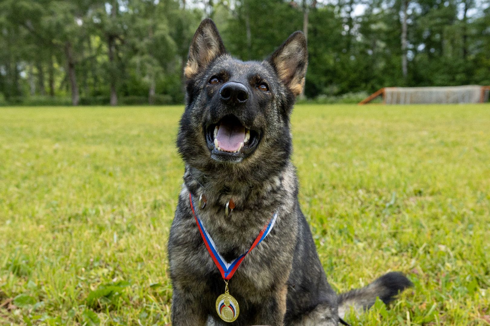 Можайск, Можайский городской округ, Подмосковье, армия, военнослужащие, кинологи, служебные собаки, конкурс