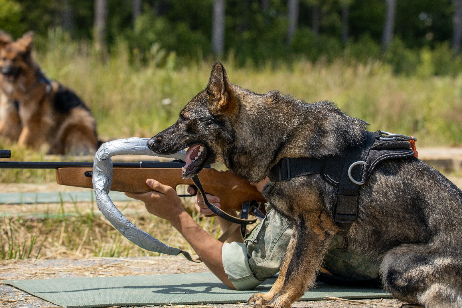 Можайск, Можайский городской округ, Подмосковье, армия, военнослужащие, кинологи, служебные собаки, конкурс