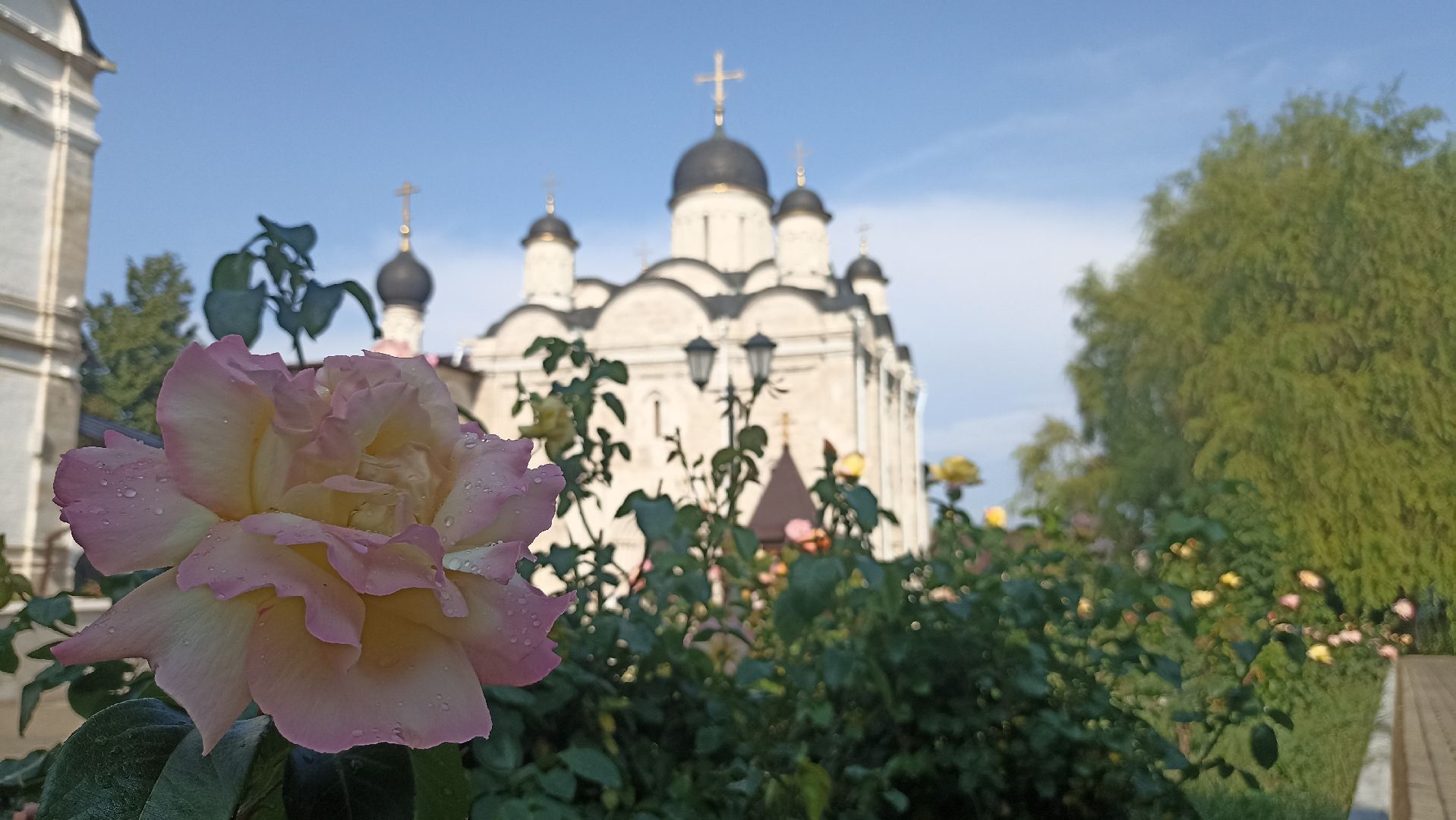 Серпухов, Подмосковье, монастырь, розы, православие