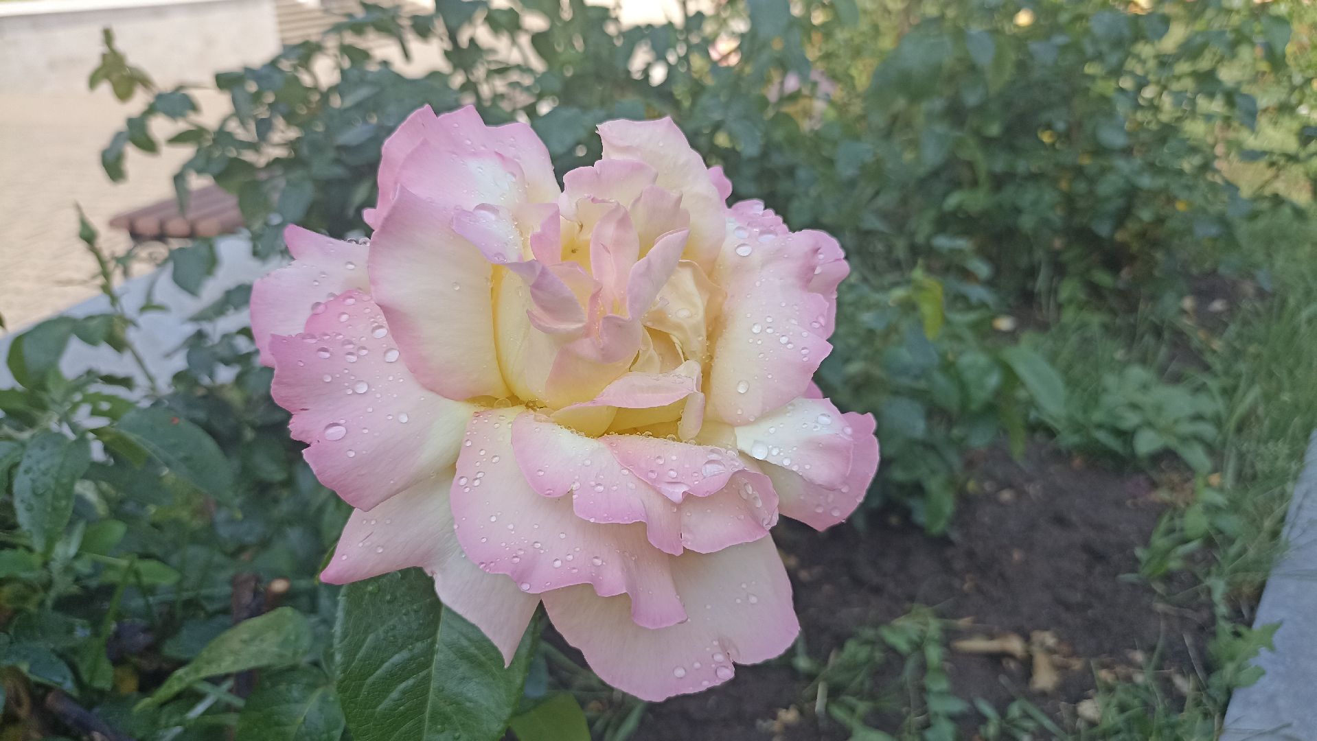 Серпухов, Подмосковье, монастырь, розы, православие