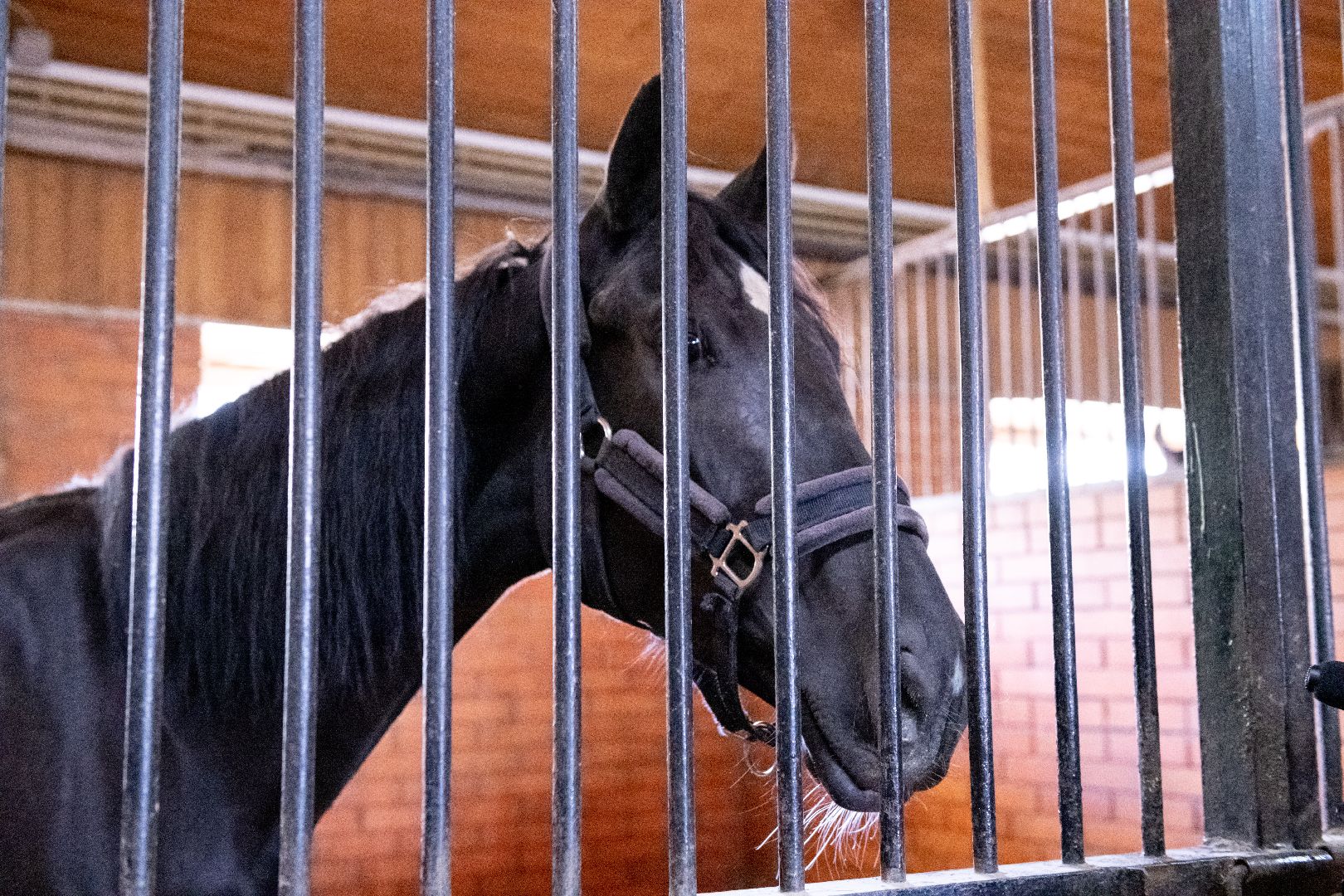 лыткарино, спорт, конный спорт, созидатель, конник,