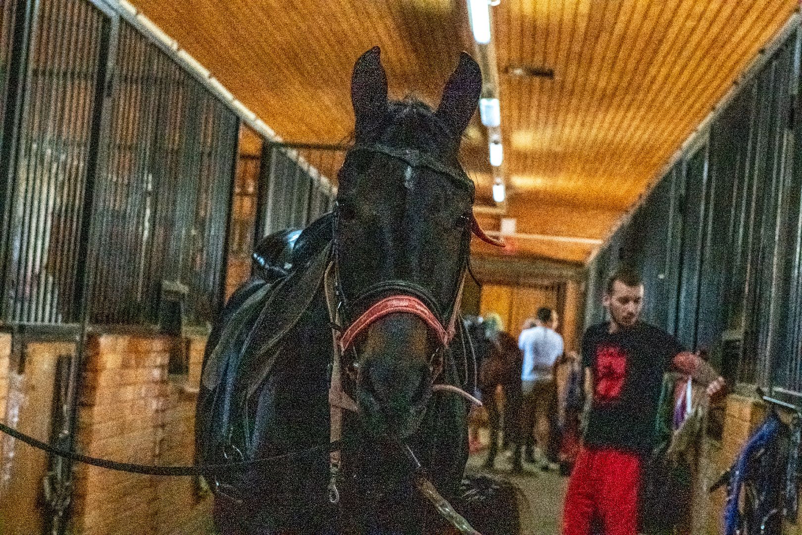 лыткарино, спорт, конный спорт, созидатель, конник,