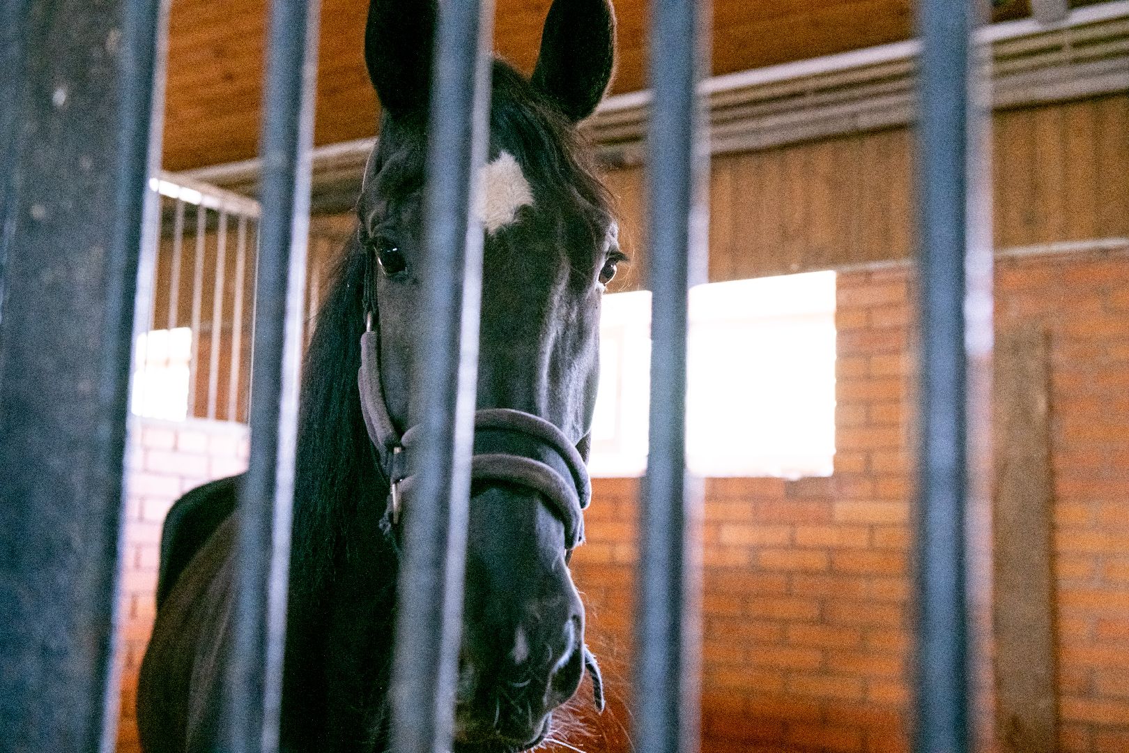 лыткарино, спорт, конный спорт, созидатель, конник,