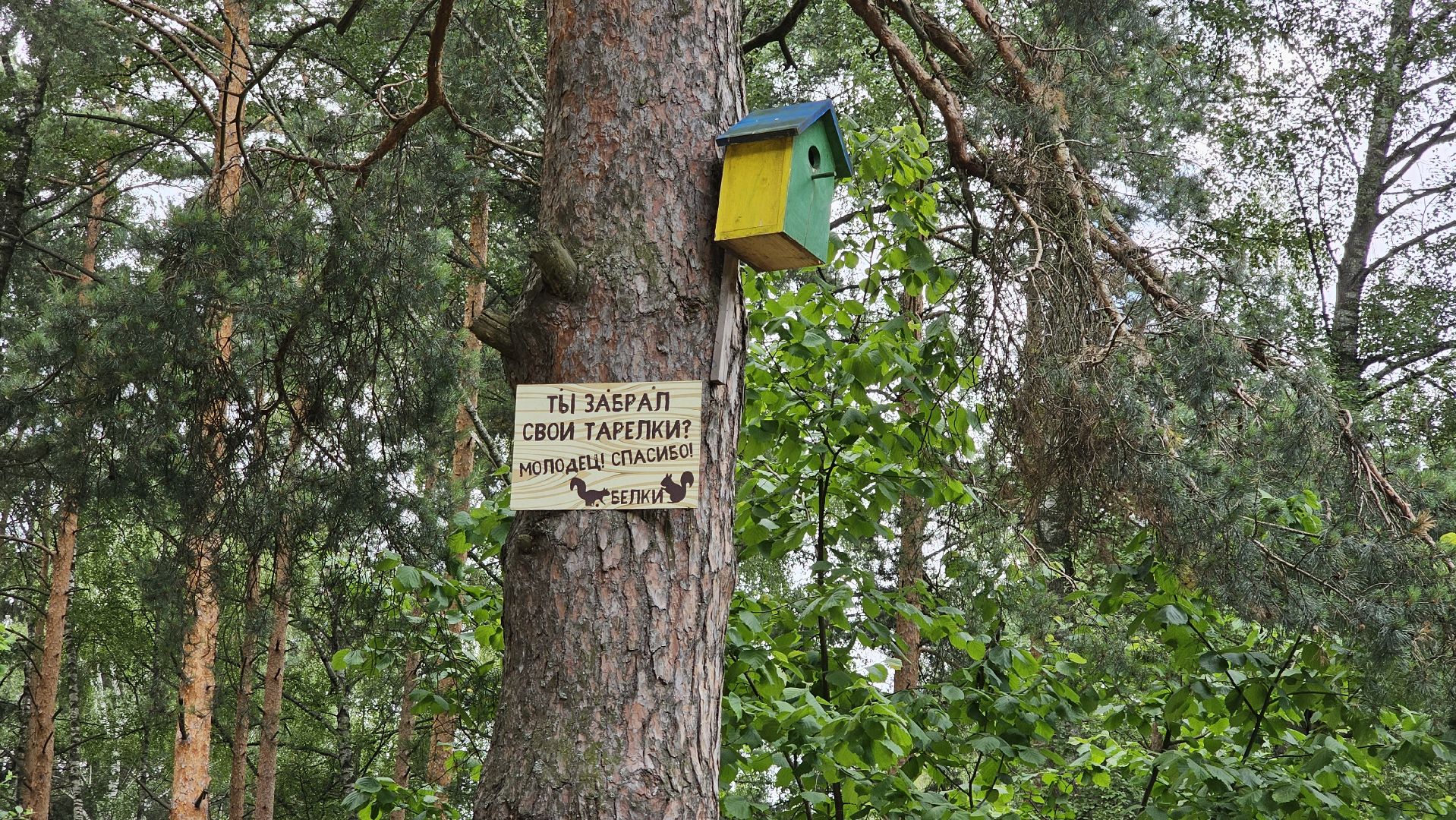 Кузьминский лесопарк, уборка мусора, Котельники