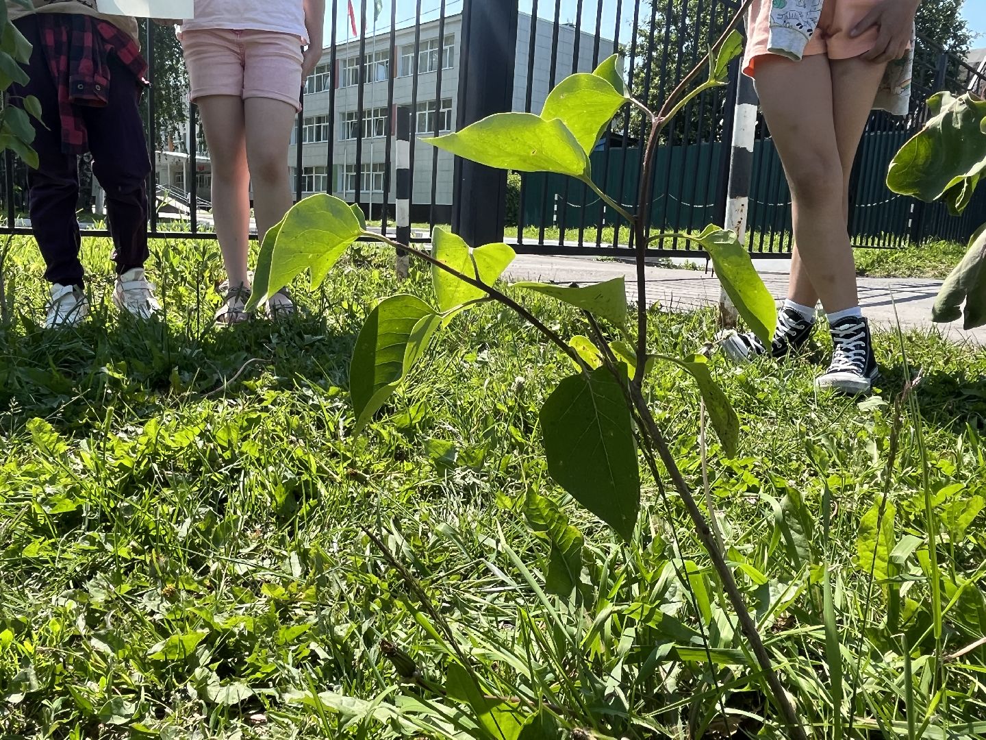 Наро-Фоминский городской округ, Верея, пришкольный лагерь, трудовые бригады, лето в Подмосковье