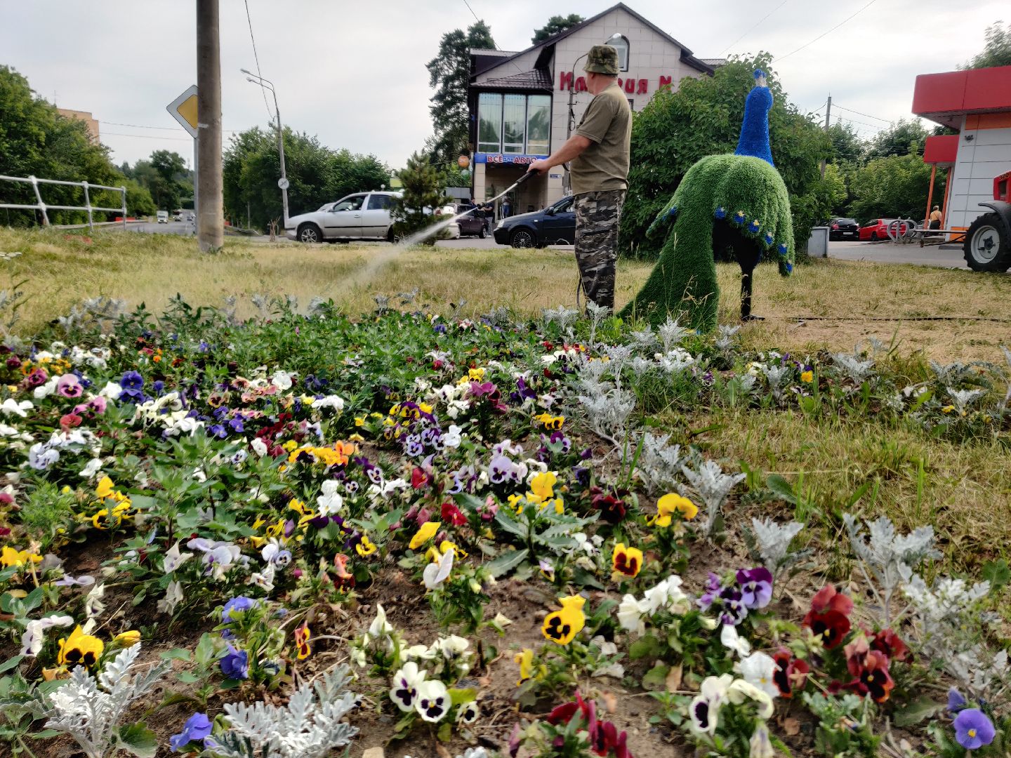 Красноармейск, Пушкинский, полив клумб, городские цветы, ЖКХ