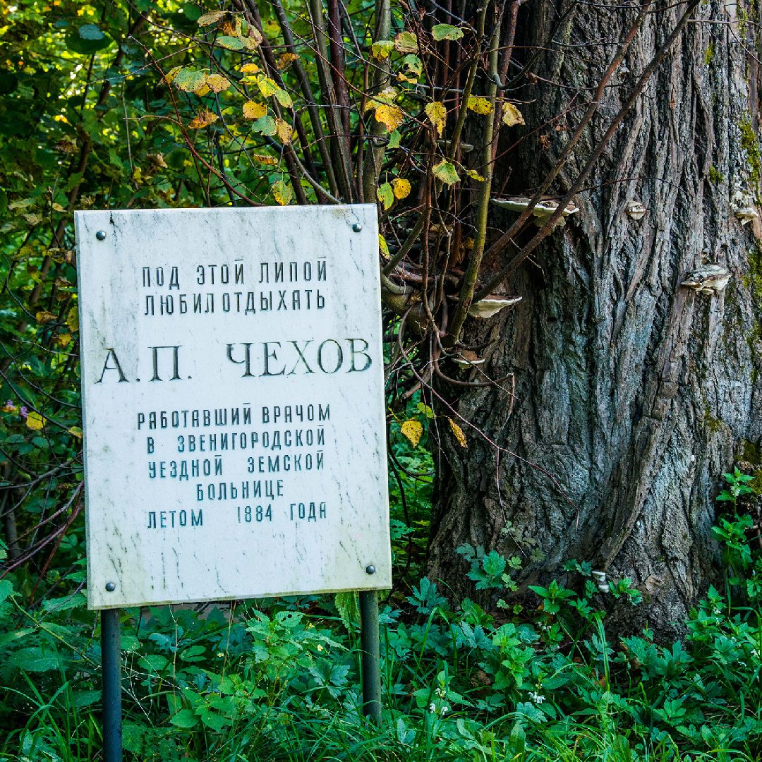 Звенигород, липа Чехова, день памяти Антона Павловича Чехова, культура