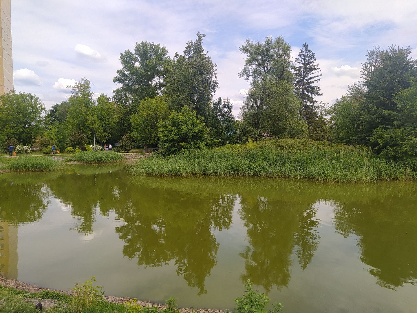 Дедовск, пруд, место притяжёния