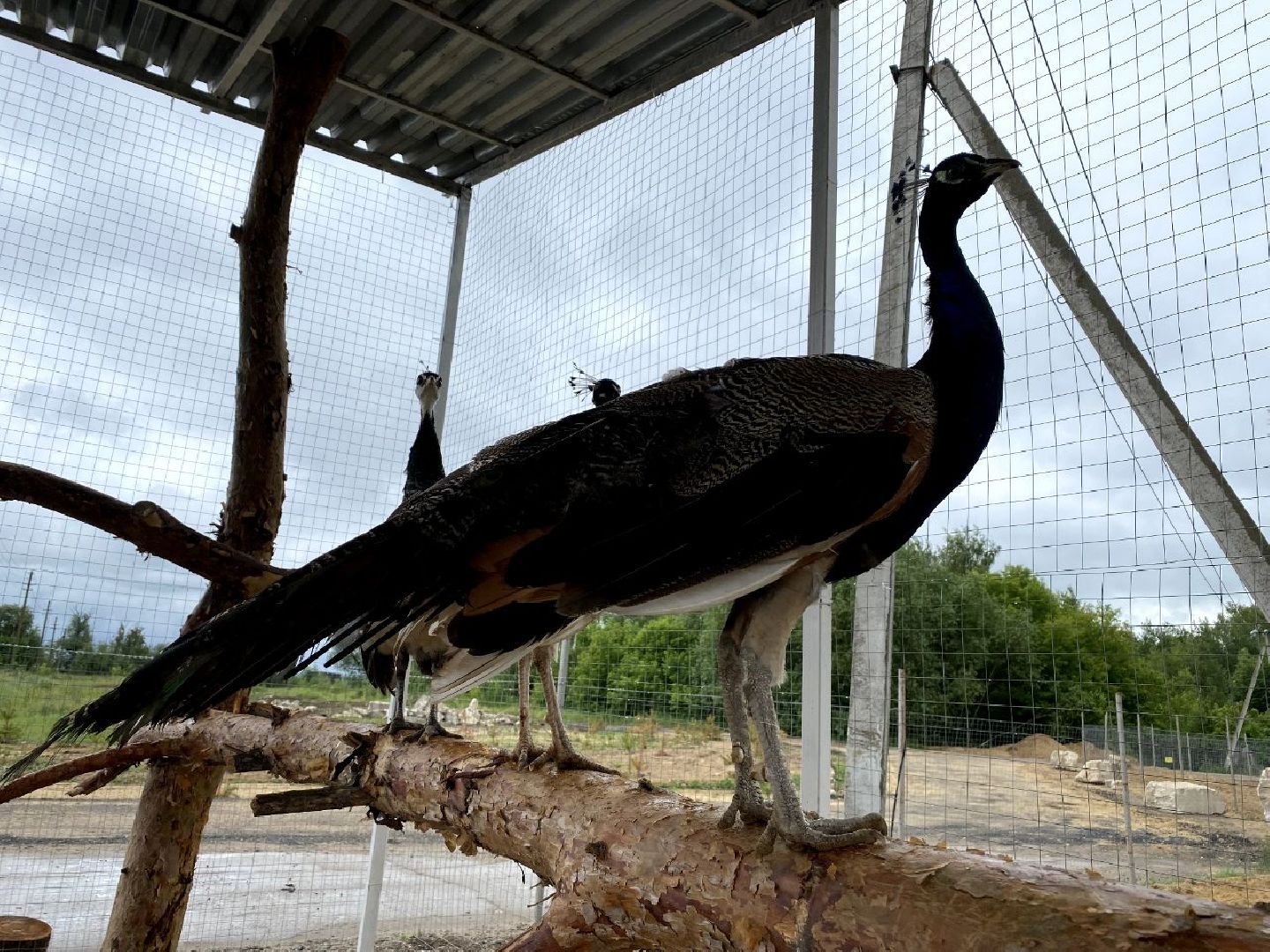контактный зоопарк, Воскресенск, фермер, животные, павлины