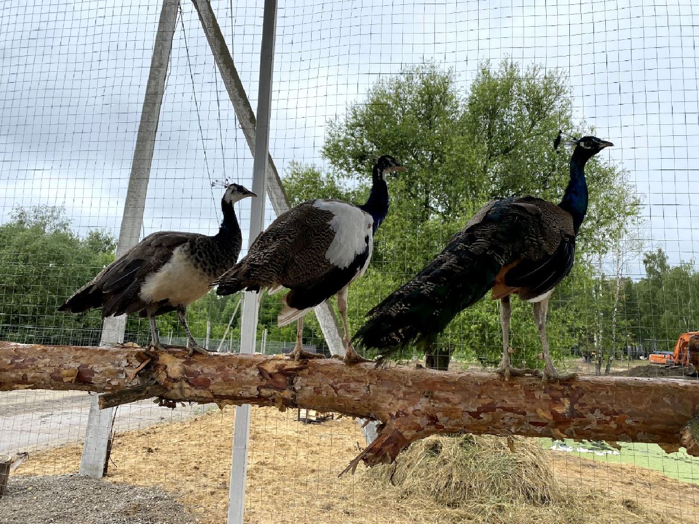 контактный зоопарк, Воскресенск, фермер, животные, павлины
