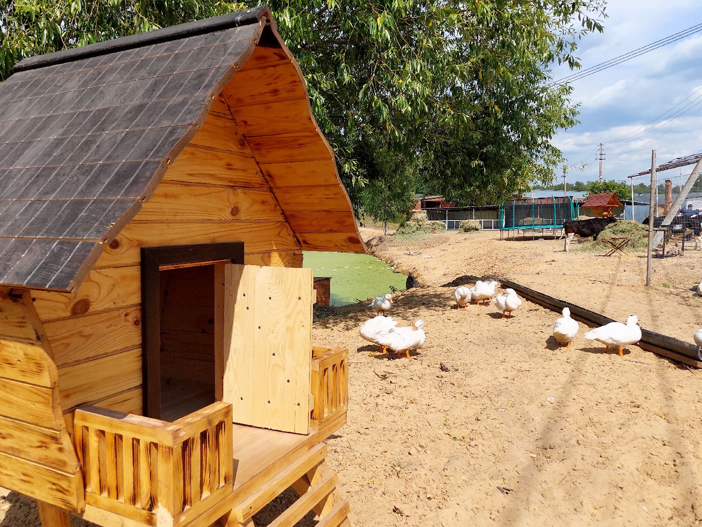 контактный зоопарк, Воскресенск, фермер, животные, павлины