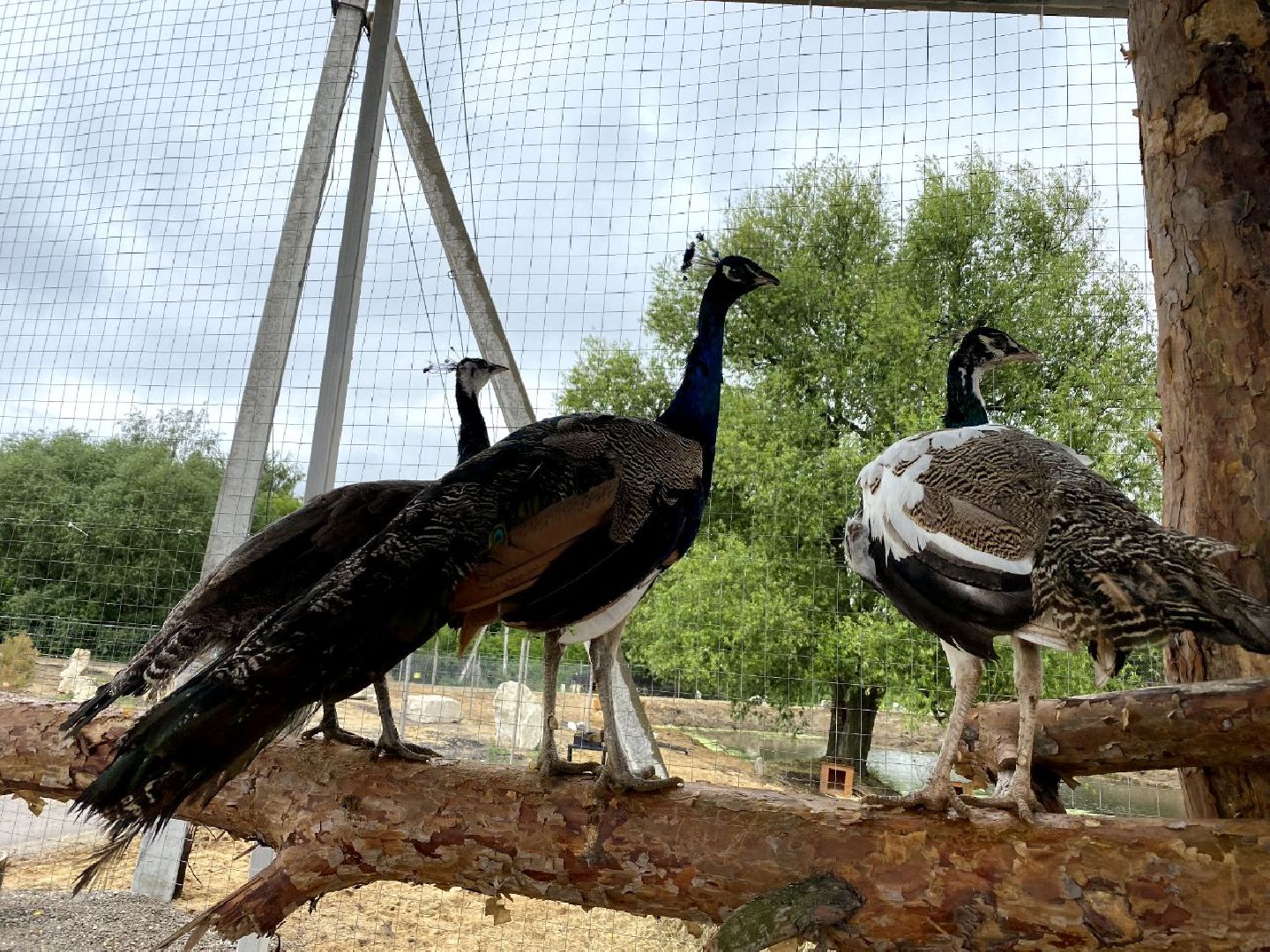 контактный зоопарк, Воскресенск, фермер, животные, павлины