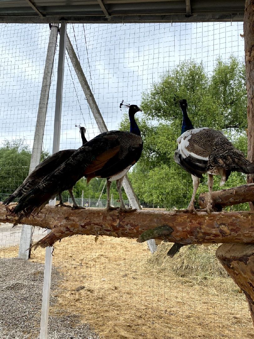 контактный зоопарк, Воскресенск, фермер, животные, павлины