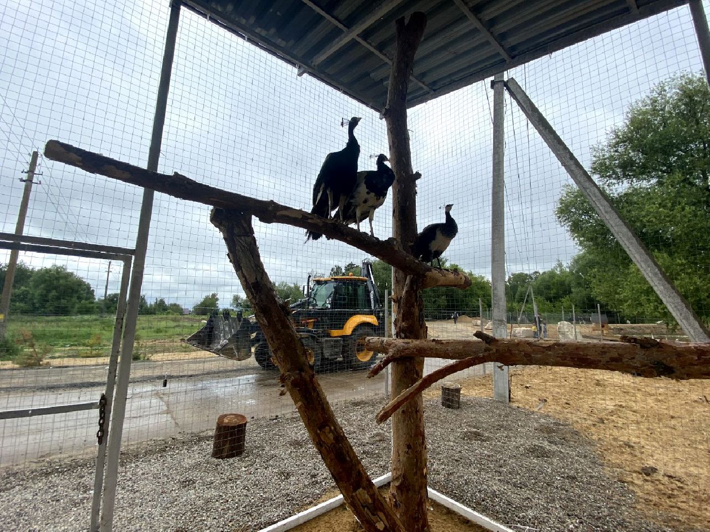 контактный зоопарк, Воскресенск, фермер, животные, павлины
