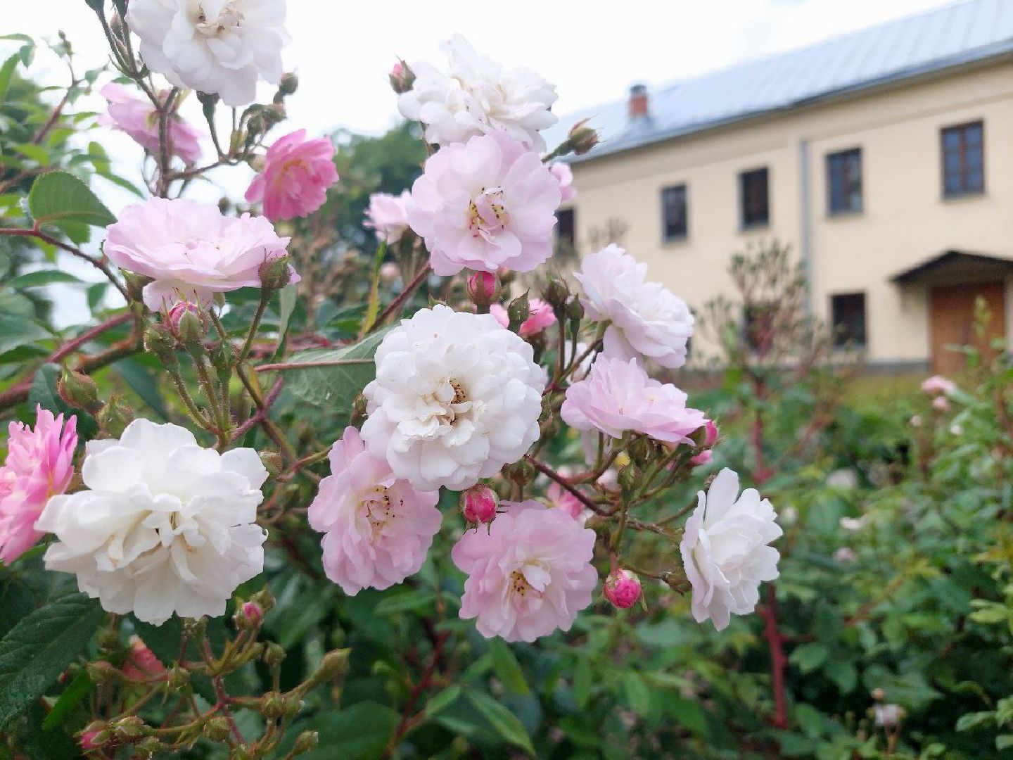парки Подмосковья, Кривякино, Воскресенск