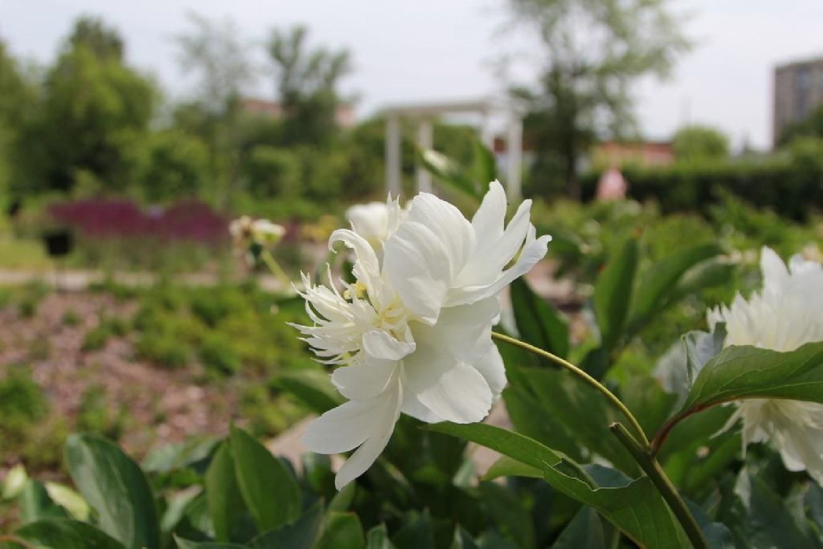 парки Подмосковья, Кривякино, Воскресенск