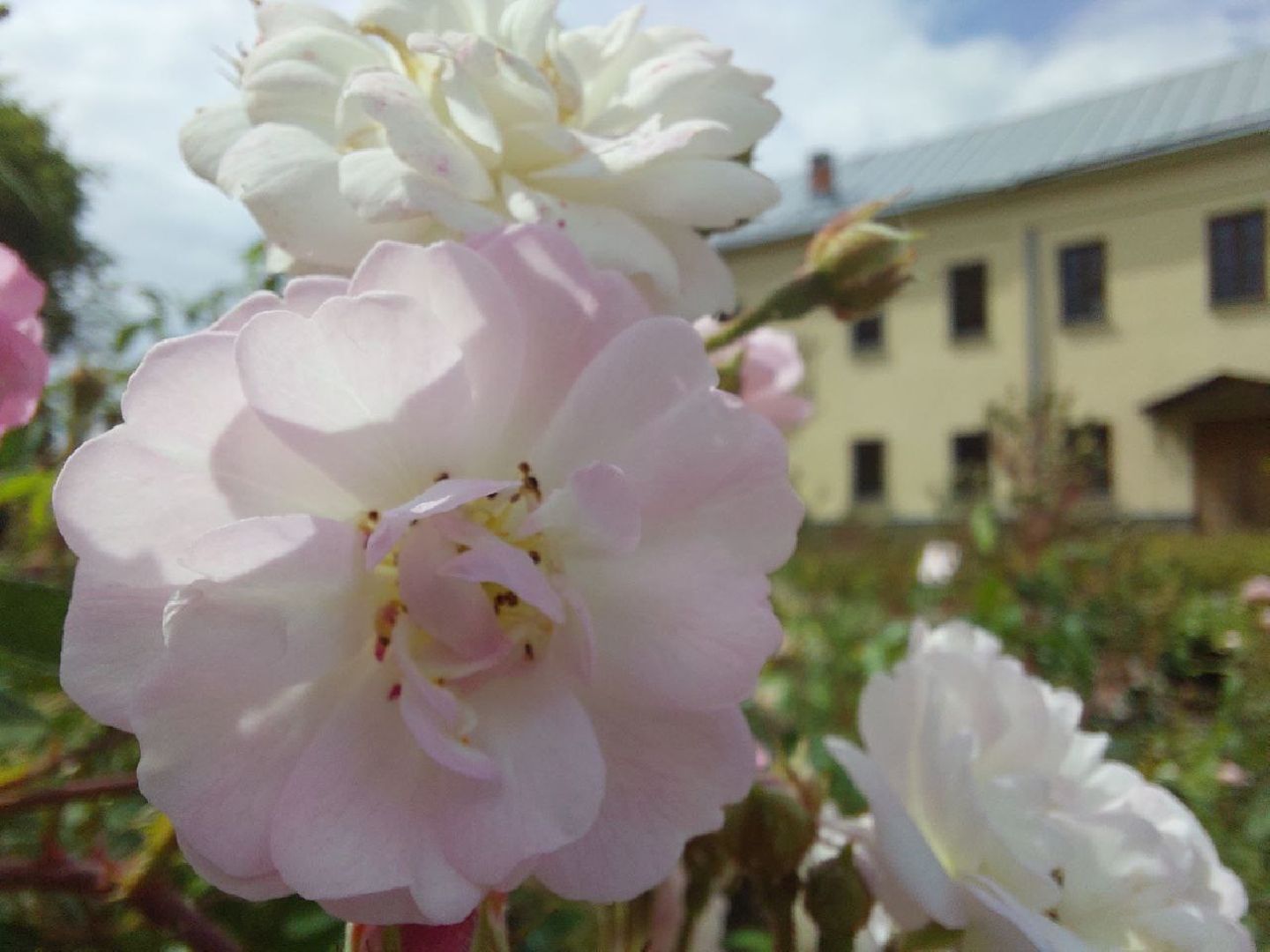 парки Подмосковья, Кривякино, Воскресенск