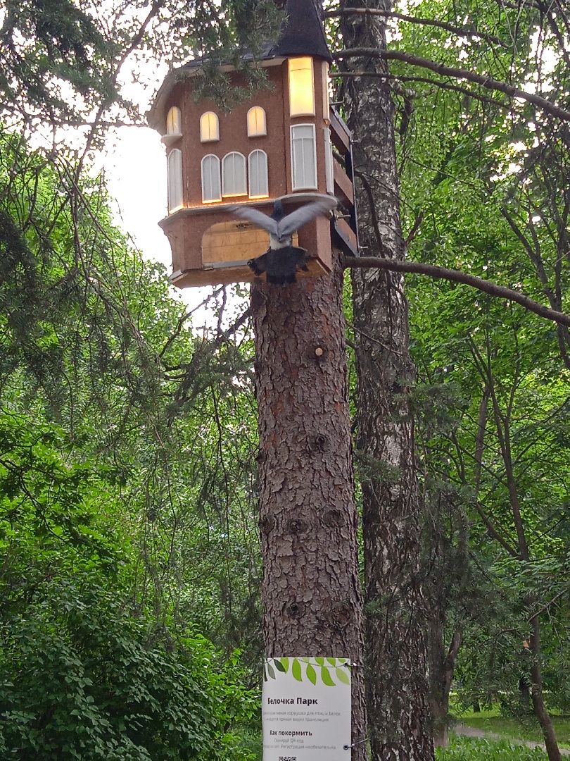 Белочка-парк, интерактивная, кормушка, белки