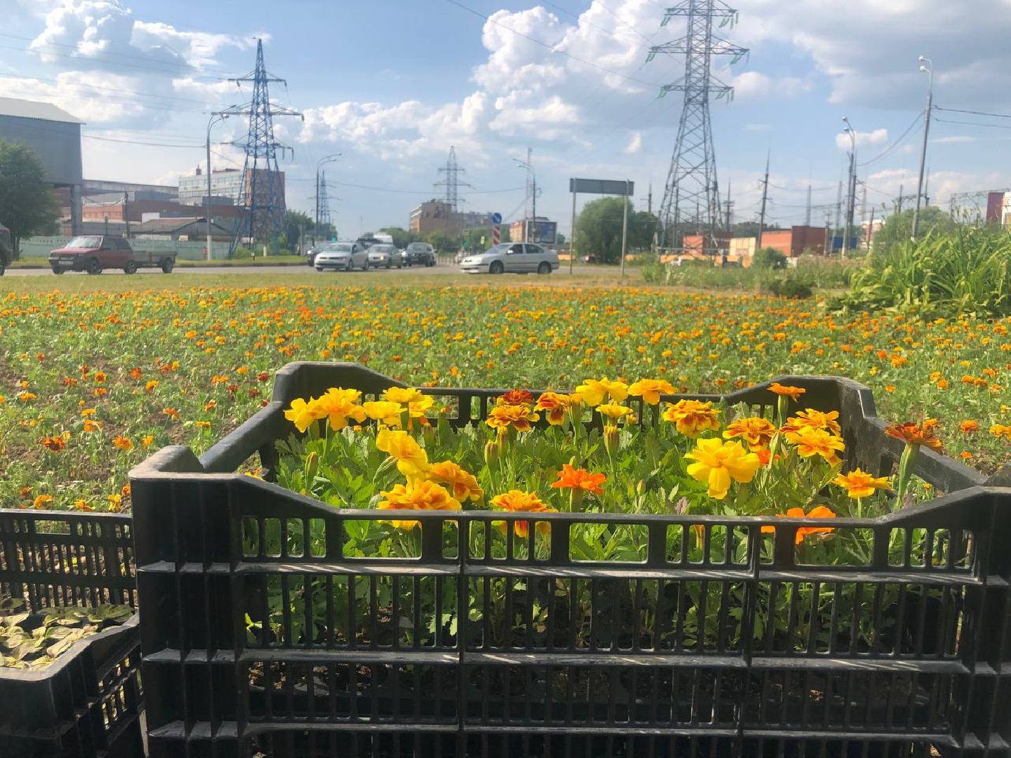 Подольск, цветы, благоустройство, клумбы