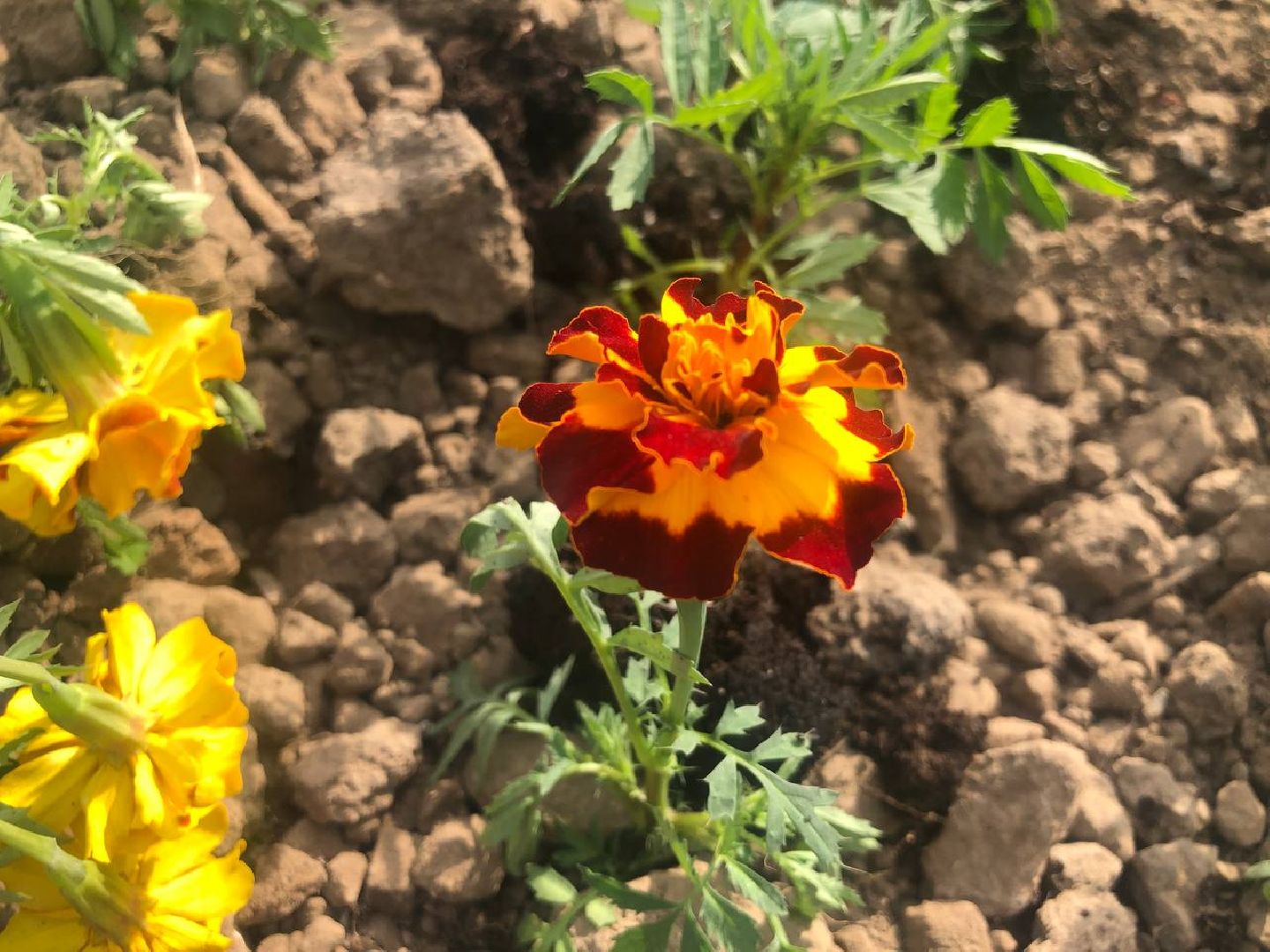 Подольск, цветы, благоустройство, клумбы