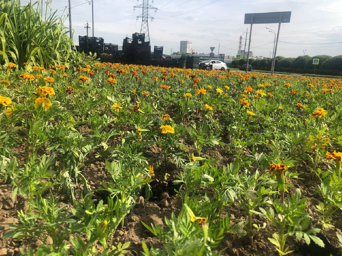 Подольск, цветы, благоустройство, клумбы
