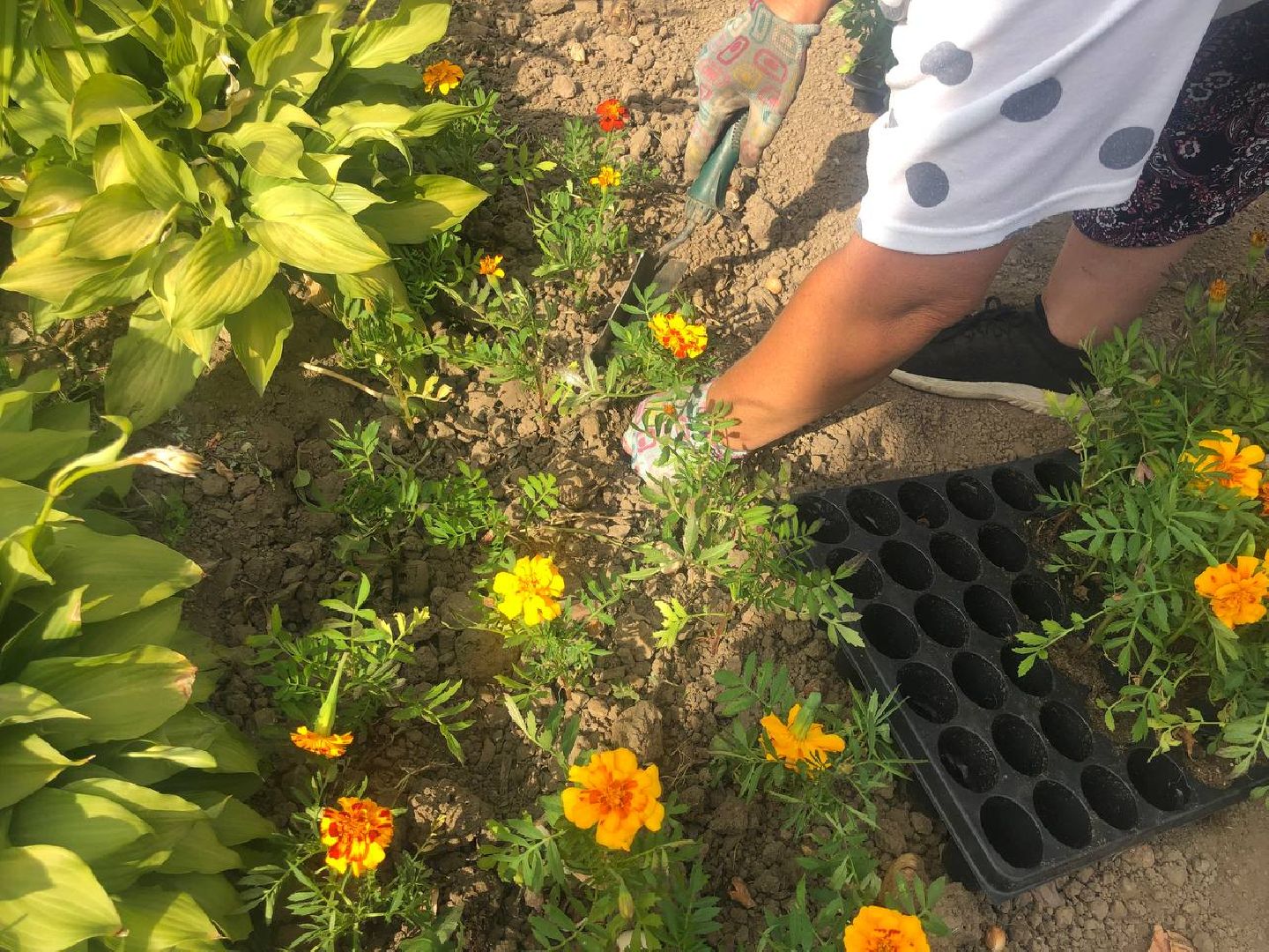 Подольск, цветы, благоустройство, клумбы