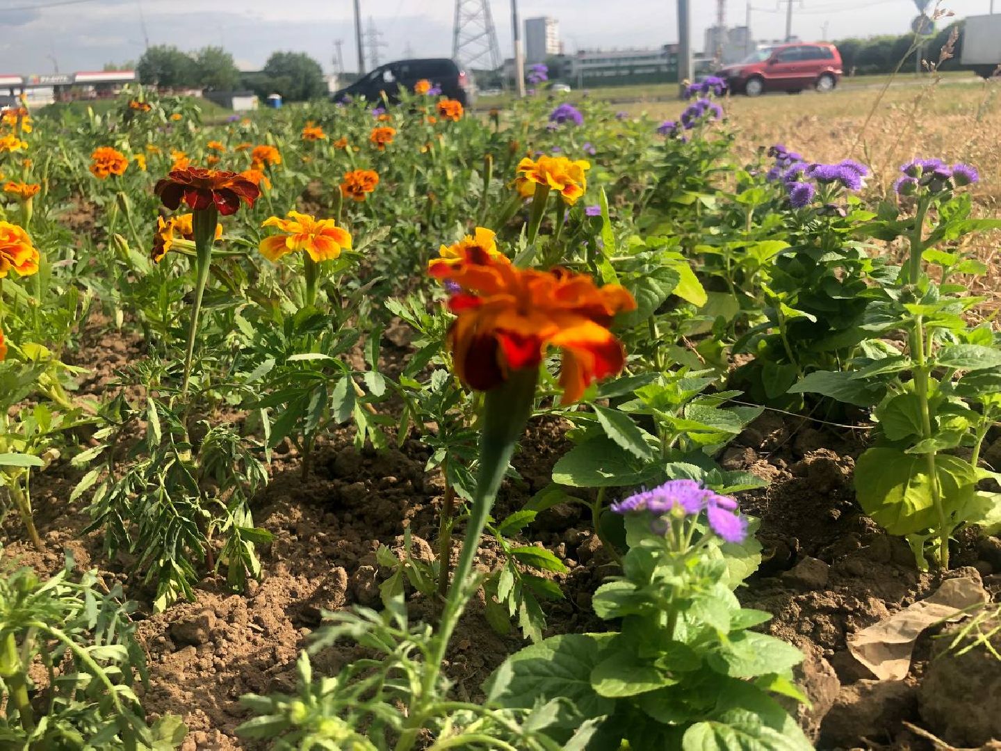 Подольск, цветы, благоустройство, клумбы