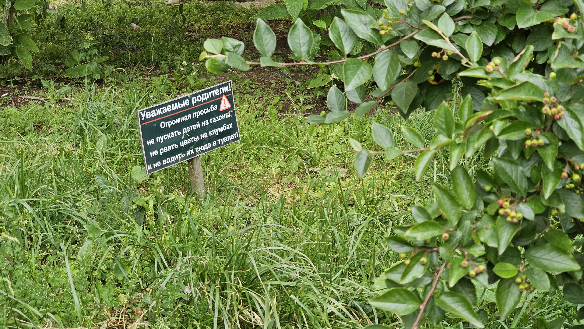 стрижка газонов, управляющая компания, благоустройство, Котельники