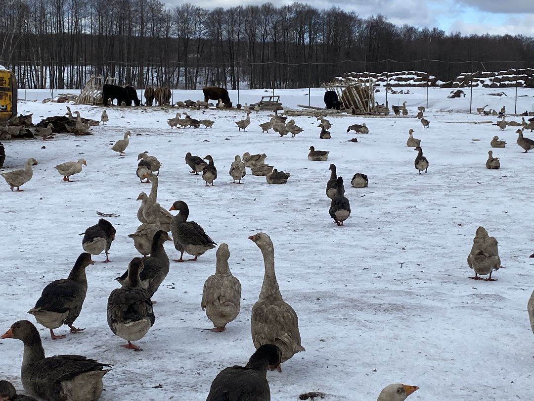 Ферма, гуси, хозяйство