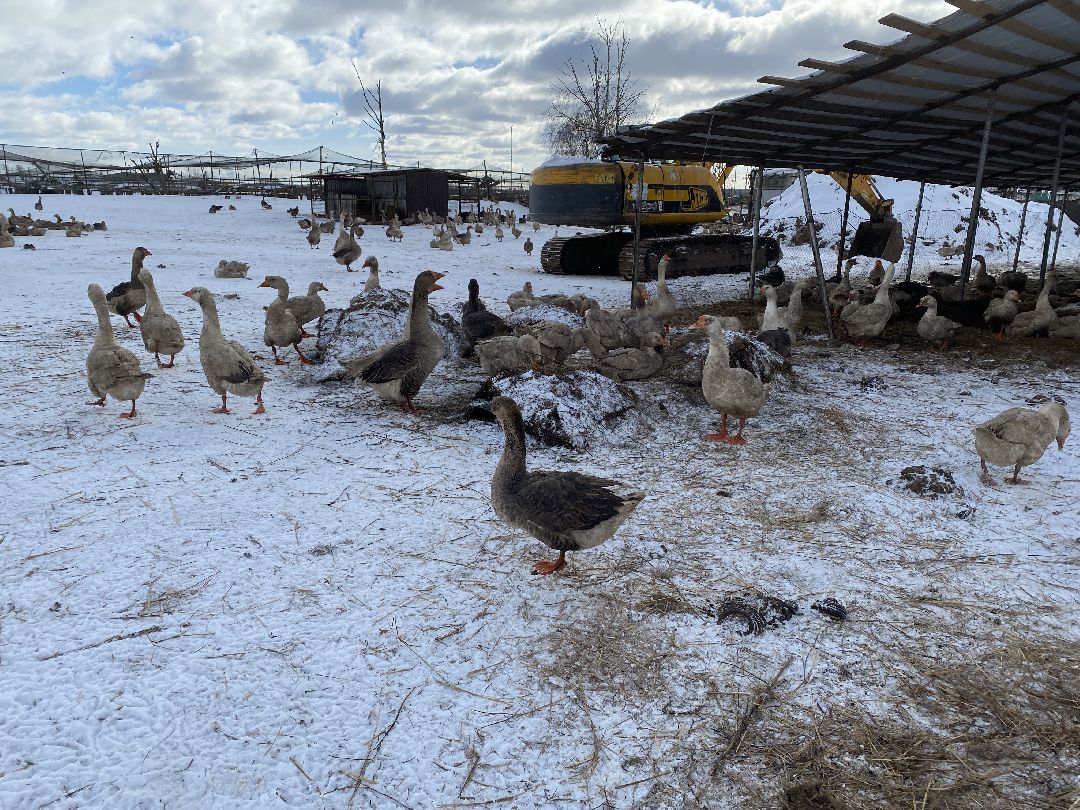 Ферма, гуси, хозяйство