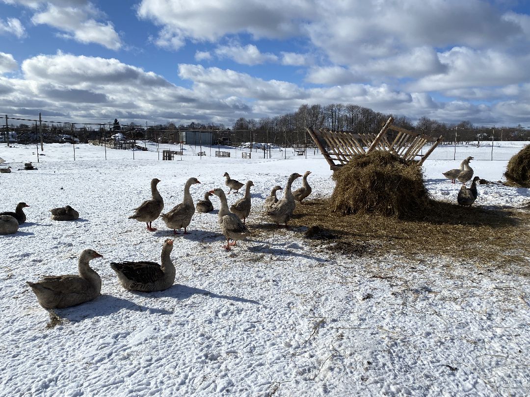 Ферма, гуси, хозяйство