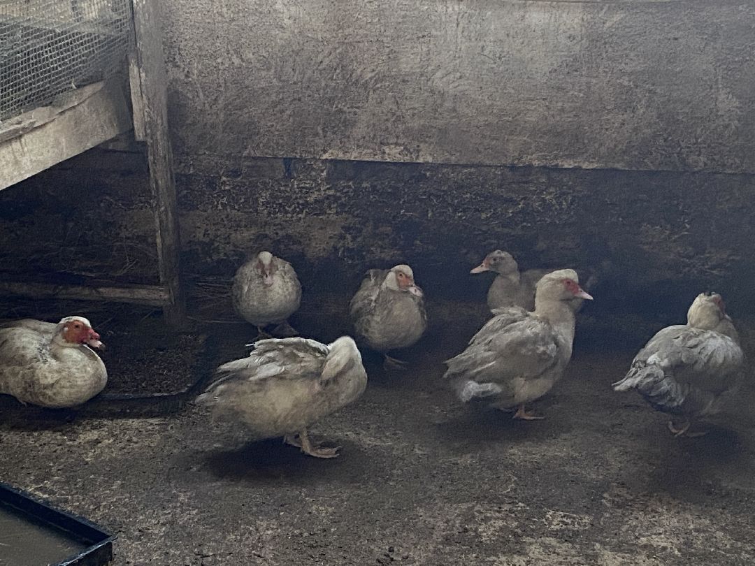 Ферма, гуси, хозяйство