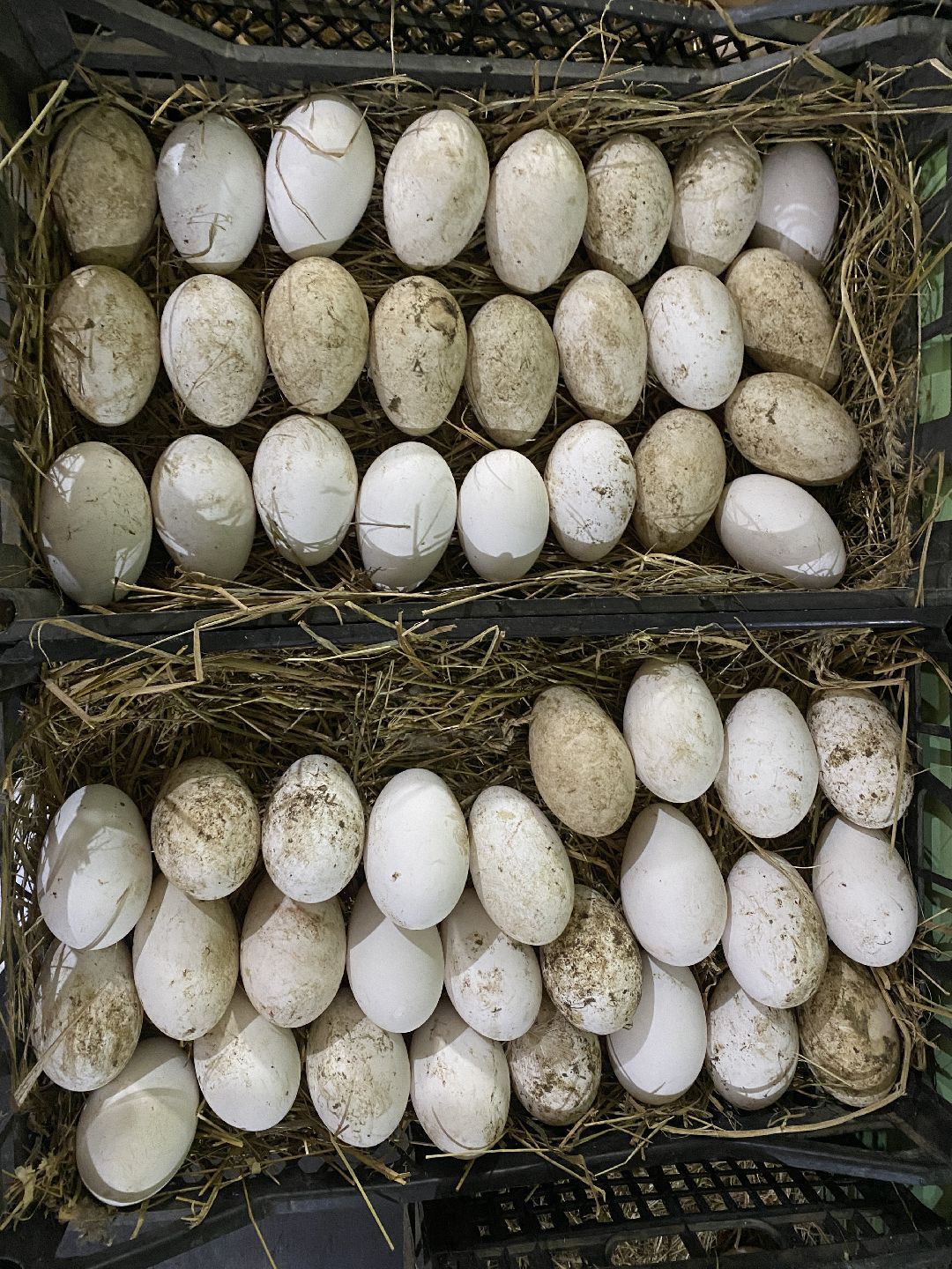 Ферма, гуси, хозяйство