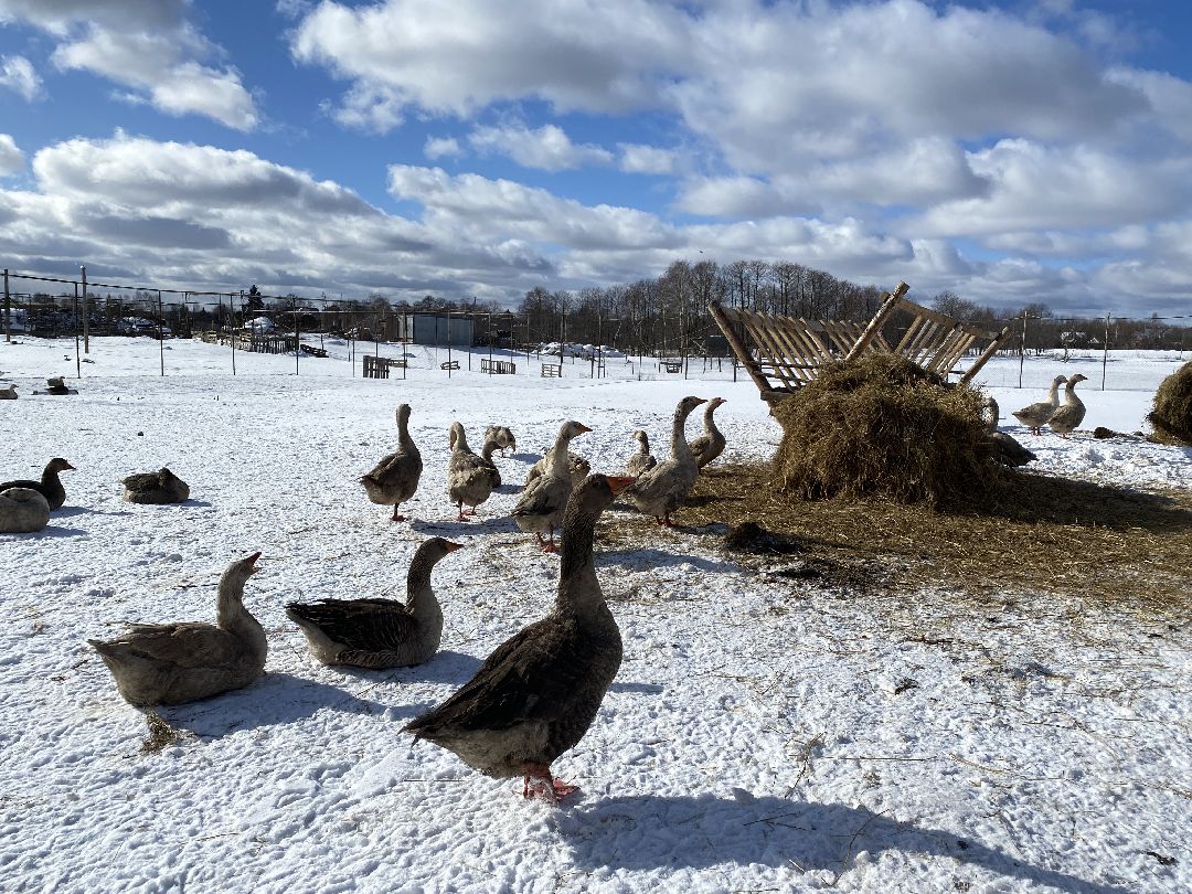 Ферма, гуси, хозяйство