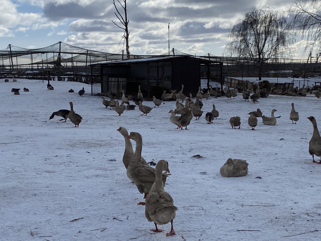 Ферма, гуси, хозяйство