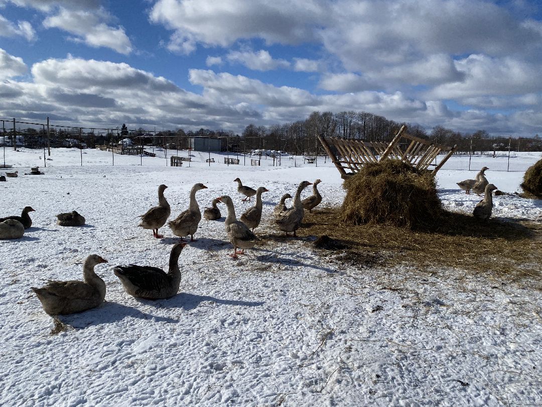 Ферма, гуси, хозяйство