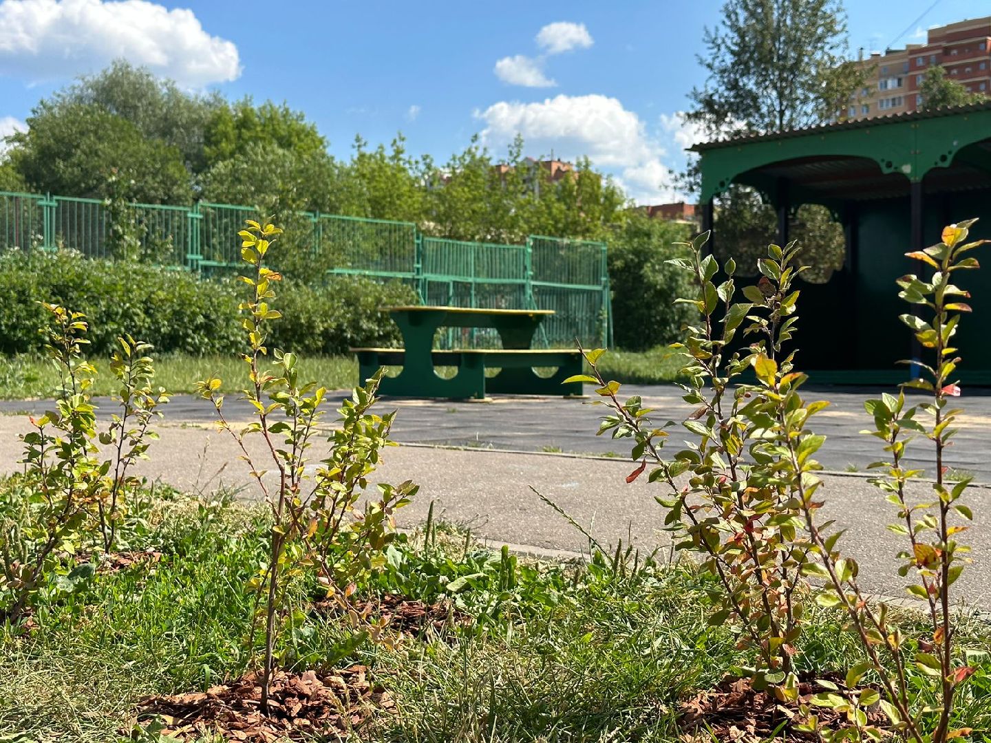 Живые изгороди, благоустройство, Селятино, ГУСТ